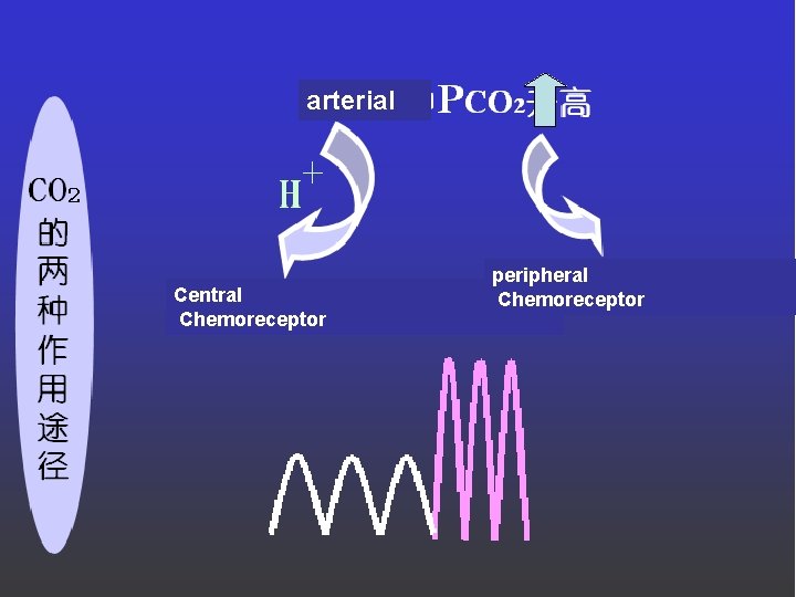 arterial Central Chemoreceptor peripheral Chemoreceptor 