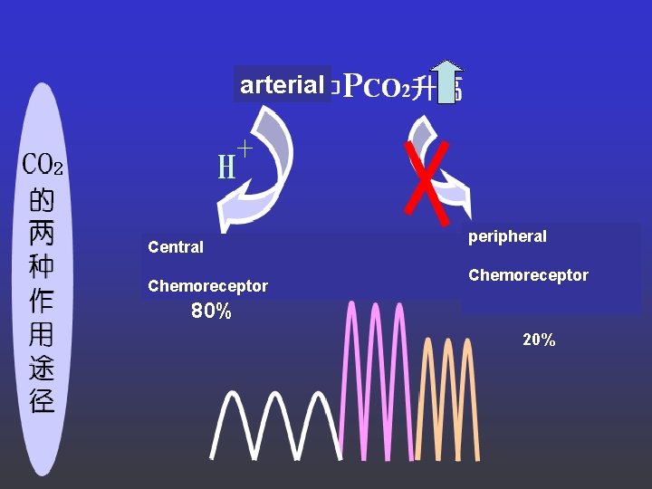 arterial Central Chemoreceptor peripheral Chemoreceptor 80% 20% 