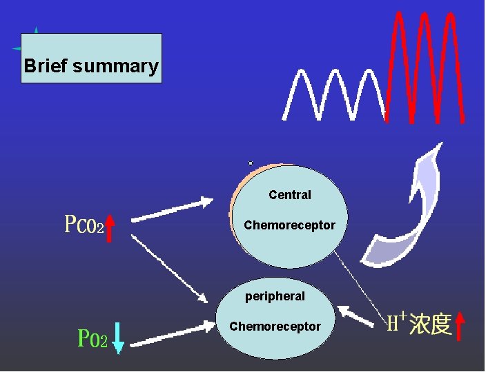 Brief summary Central Chemoreceptor peripheral Chemoreceptor 