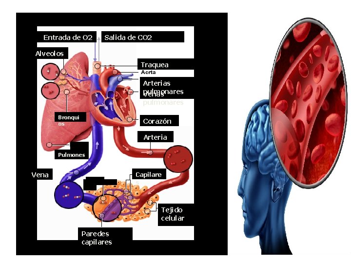 Entrada de O 2 Salida de CO 2 Alveolos Traquea Arterias pulmonares Venas pulmonares