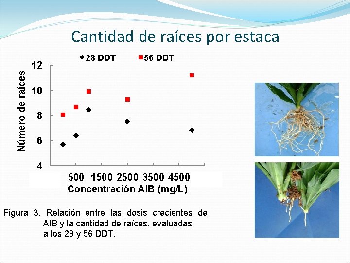 Número de raíces Cantidad de raíces por estaca 12 28 DDT 56 DDT 10