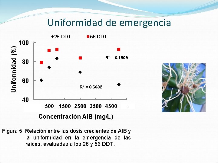 Uniformidad (%) Uniformidad de emergencia 28 DDT 100 56 DDT R 2 = 0.