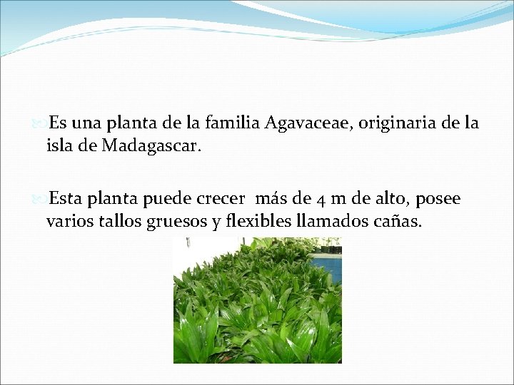  Es una planta de la familia Agavaceae, originaria de la isla de Madagascar.