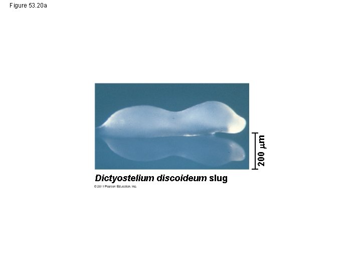 200 m Figure 53. 20 a Dictyostelium discoideum slug 