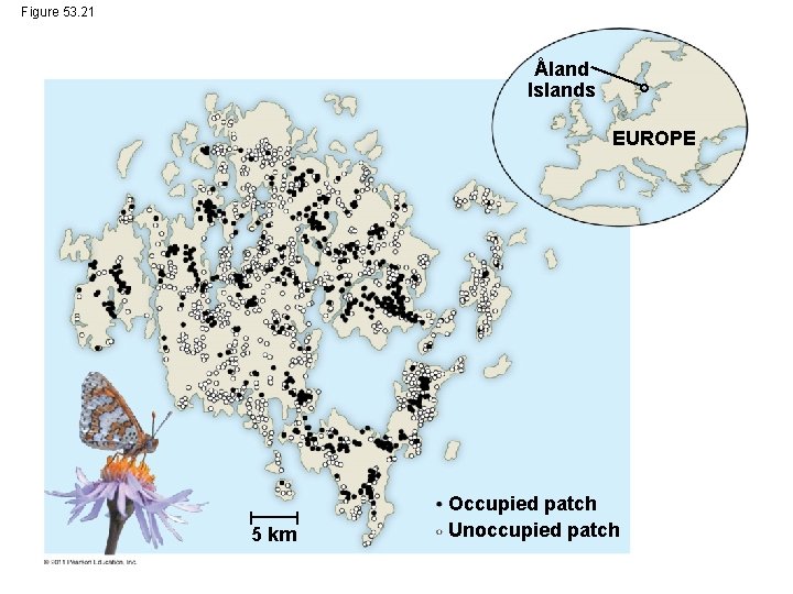 Figure 53. 21 ˚ Aland Islands EUROPE 5 km Occupied patch Unoccupied patch 