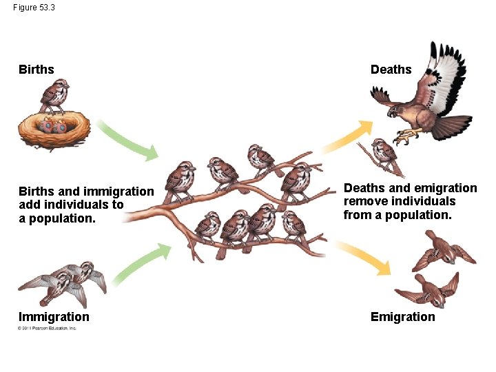 Figure 53. 3 Births and immigration add individuals to a population. Immigration Deaths and