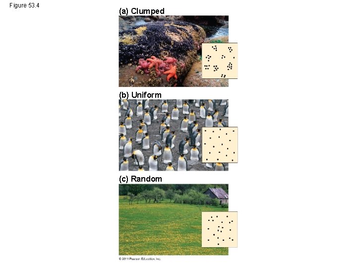 Figure 53. 4 (a) Clumped (b) Uniform (c) Random 