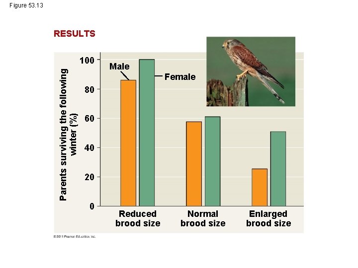 Figure 53. 13 RESULTS Parents surviving the following winter (%) 100 Male Female 80