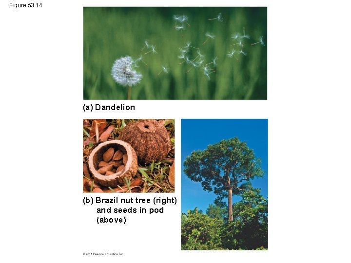 Figure 53. 14 (a) Dandelion (b) Brazil nut tree (right) and seeds in pod