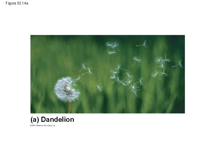 Figure 53. 14 a (a) Dandelion 