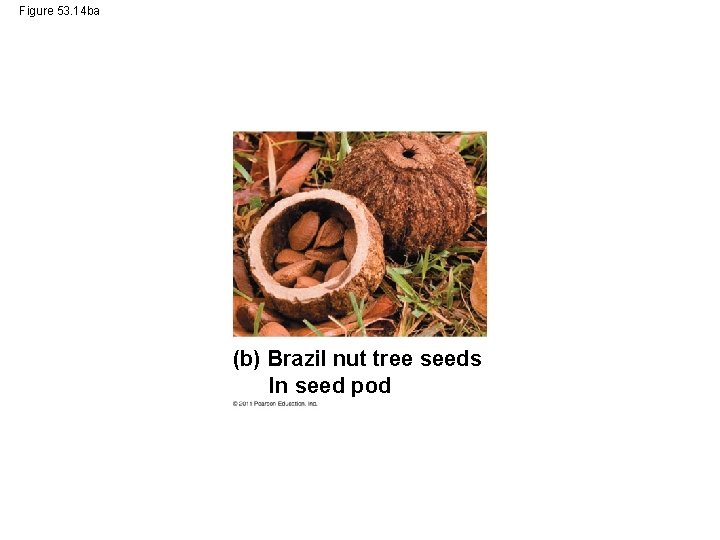 Figure 53. 14 ba (b) Brazil nut tree seeds In seed pod 