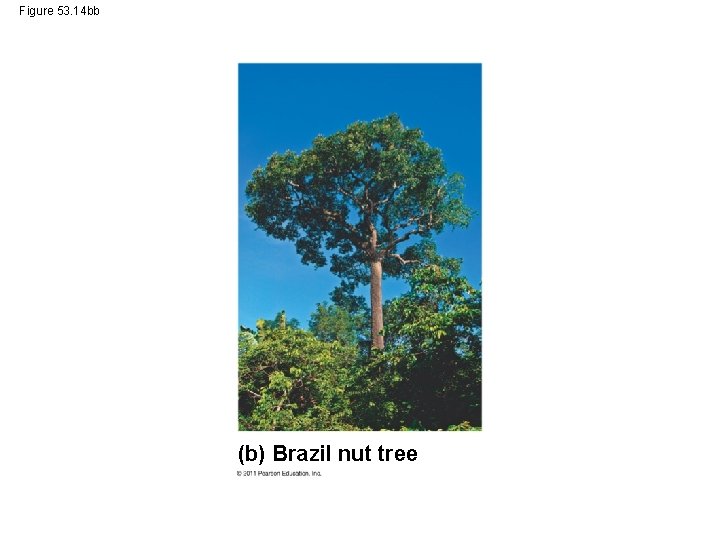 Figure 53. 14 bb (b) Brazil nut tree 