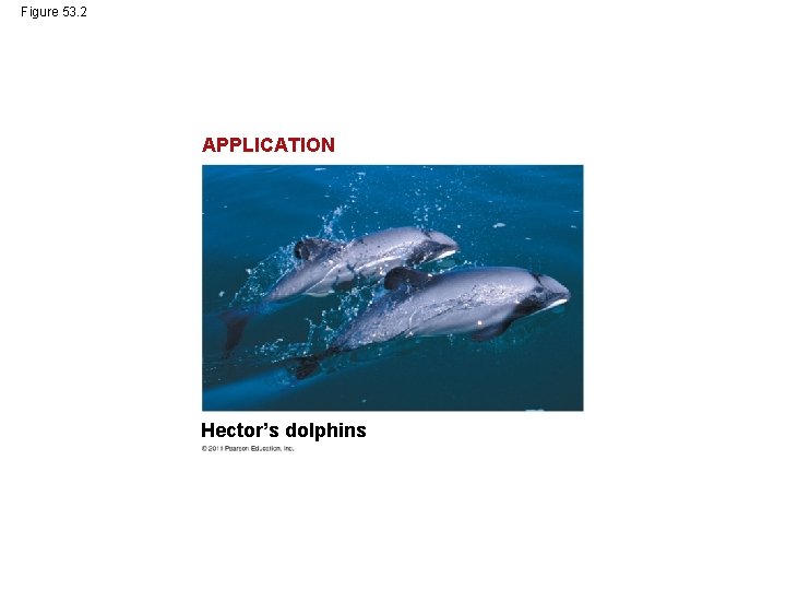 Figure 53. 2 APPLICATION Hector’s dolphins 