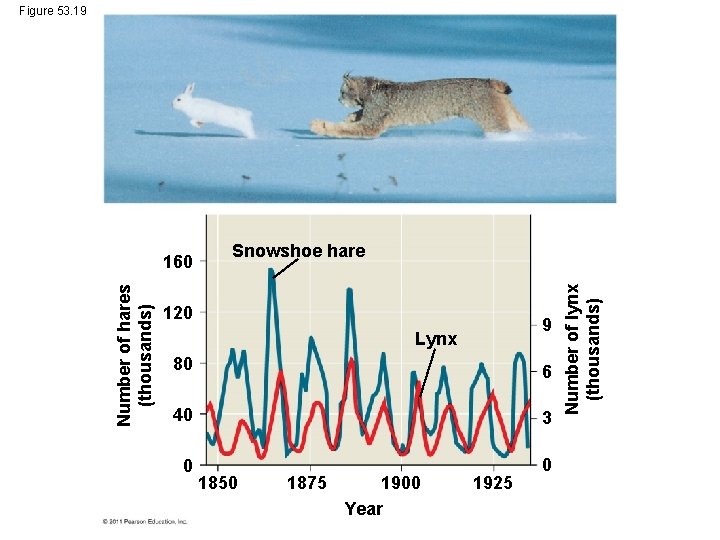 Figure 53. 19 Snowshoe hare 120 9 Lynx 80 6 40 3 0 0