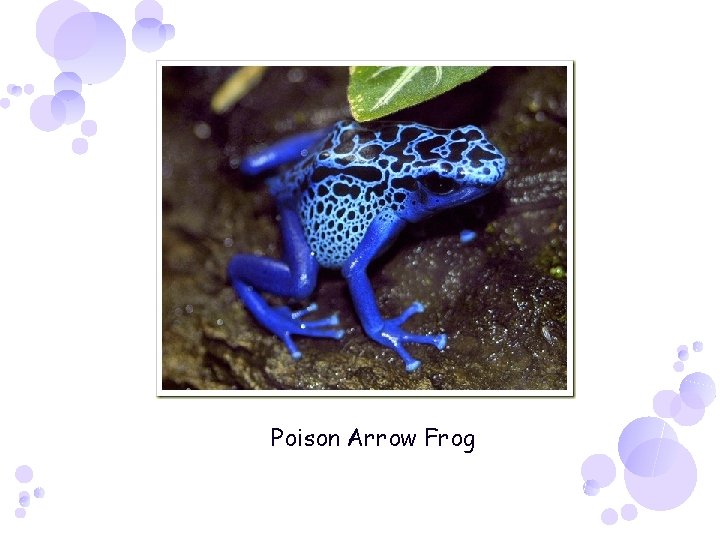 Poison Arrow Frog 