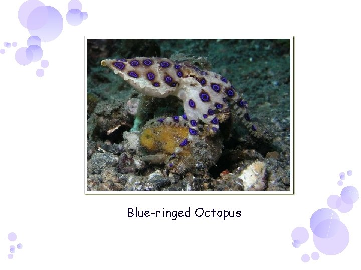Blue-ringed Octopus 