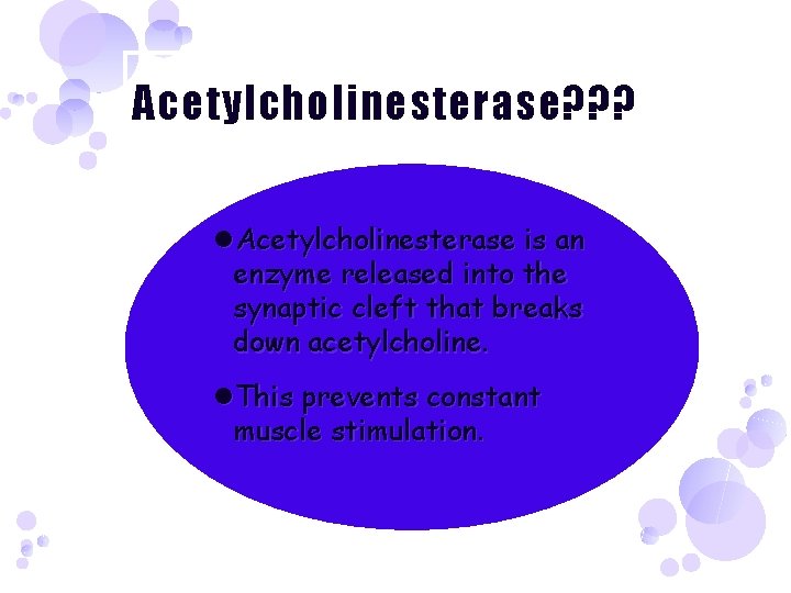 Acetylcholinesterase? ? ? Acetylcholinesterase is an enzyme released into the synaptic cleft that breaks
