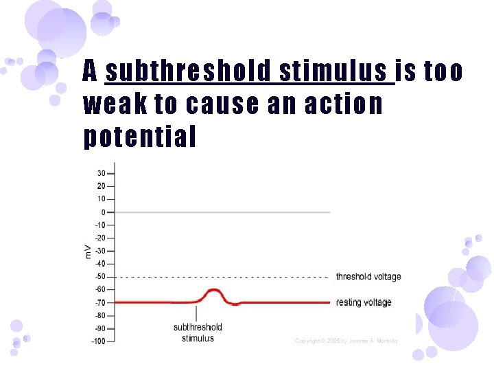 A subthreshold stimulus is too weak to cause an action potential 