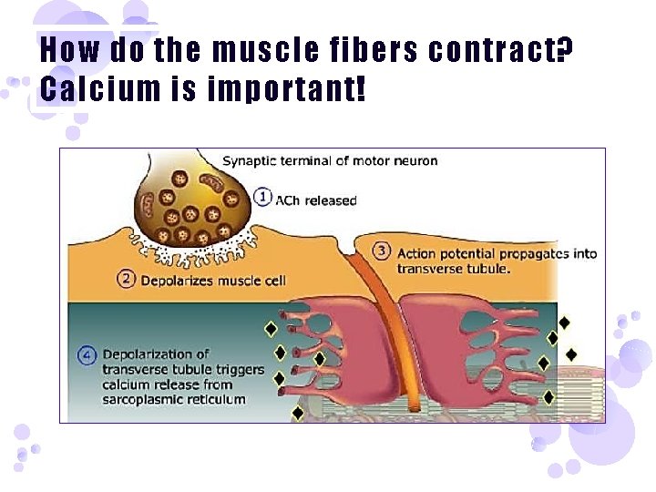 How do the muscle fibers contract? Calcium is important! 