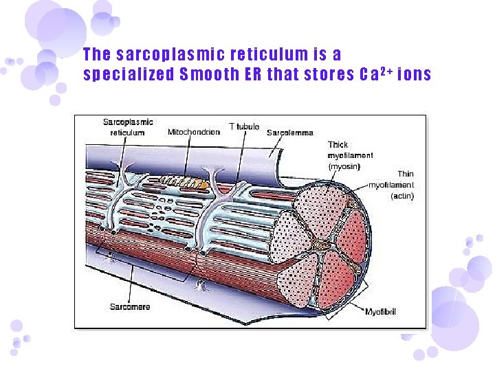 The sarcoplasmic reticulum is a specialized Smooth ER that stores Ca 2 + ions