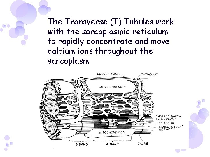 The Transverse (T) Tubules work with the sarcoplasmic reticulum to rapidly concentrate and move