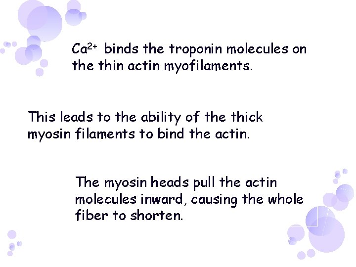 Ca 2+ binds the troponin molecules on the thin actin myofilaments. This leads to
