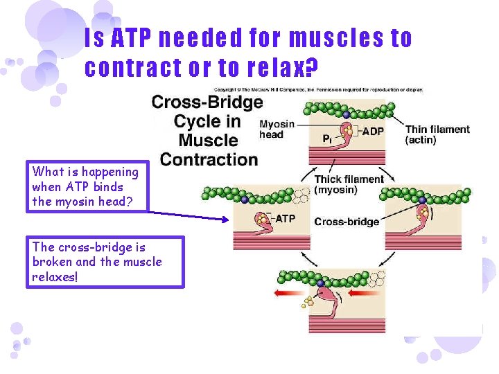 Is ATP needed for muscles to contract or to relax? What is happening when