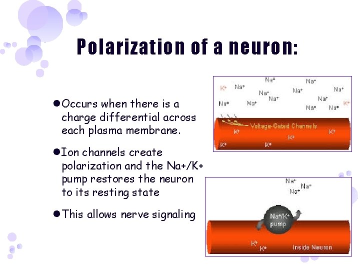 Polarization of a neuron: Occurs when there is a charge differential across each plasma