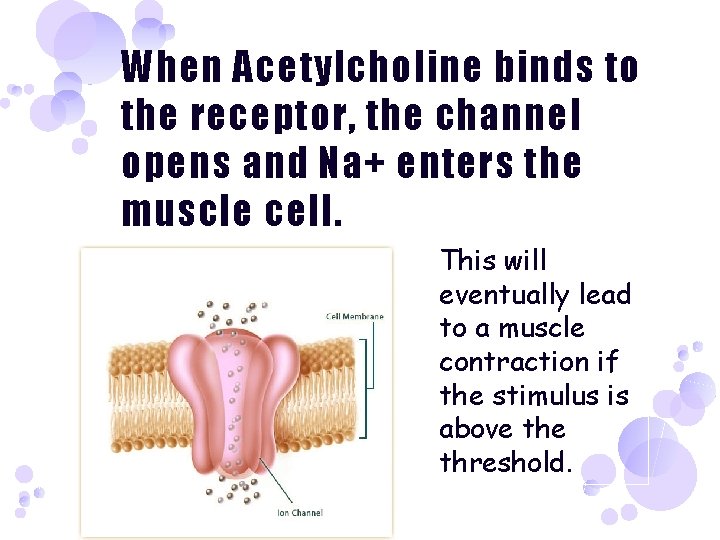 When Acetylcholine binds to the receptor, the channel opens and Na+ enters the muscle