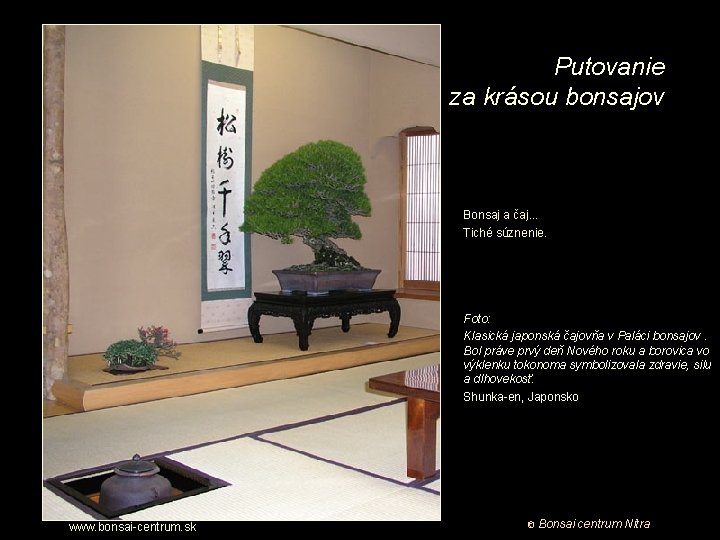 Putovanie za krásou bonsajov Bonsaj a čaj. . . Tiché súznenie. Foto: Klasická japonská