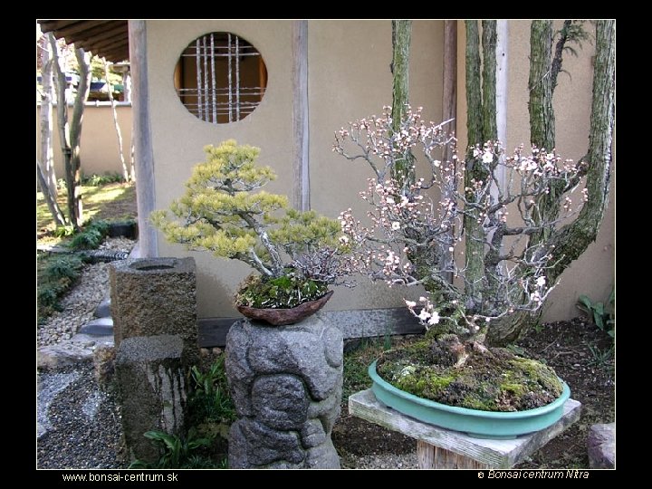 Putovanie za krásou bonsajov www. bonsai-centrum. sk © Bonsai centrum Nitra 
