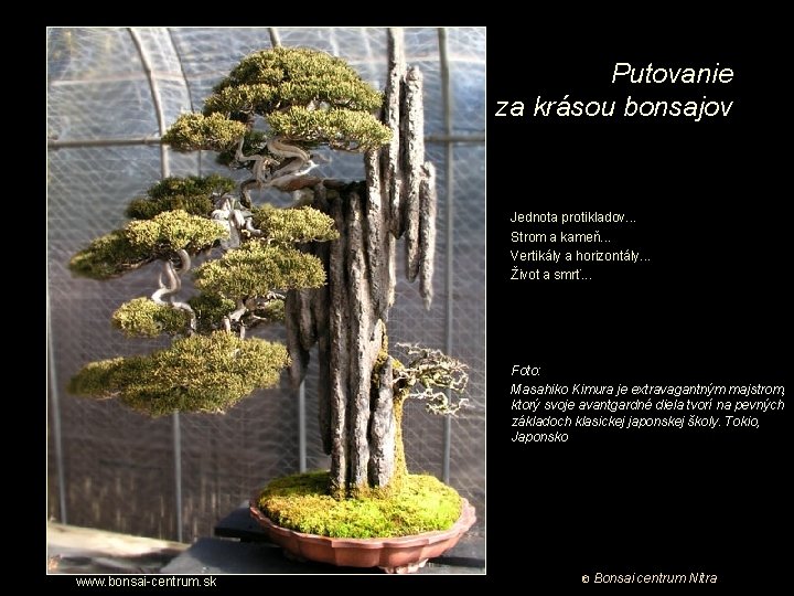 Putovanie za krásou bonsajov Jednota protikladov. . . Strom a kameň. . . Vertikály