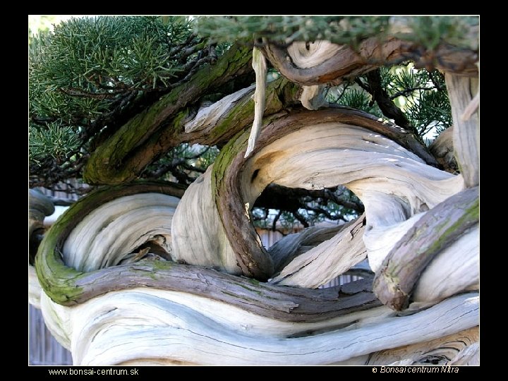 Putovanie za krásou bonsajov www. bonsai-centrum. sk © Bonsai centrum Nitra 