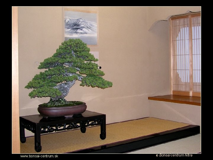 Putovanie za krásou bonsajov www. bonsai-centrum. sk © Bonsai centrum Nitra 