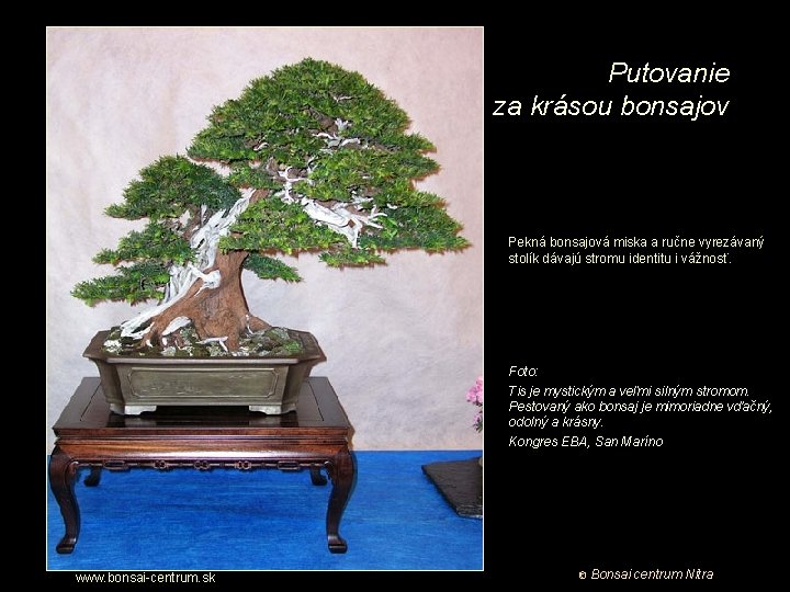 Putovanie za krásou bonsajov Pekná bonsajová miska a ručne vyrezávaný stolík dávajú stromu identitu
