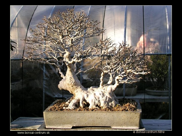 Putovanie za krásou bonsajov www. bonsai-centrum. sk © Bonsai centrum Nitra 