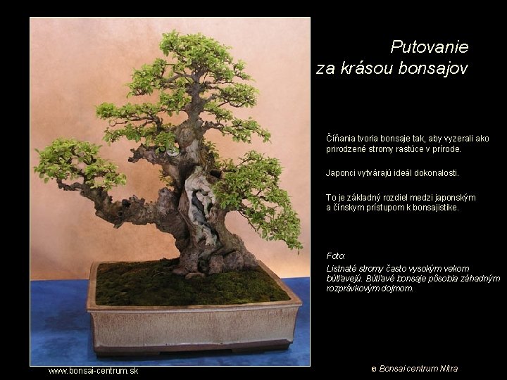 Putovanie za krásou bonsajov Číňania tvoria bonsaje tak, aby vyzerali ako prirodzené stromy rastúce