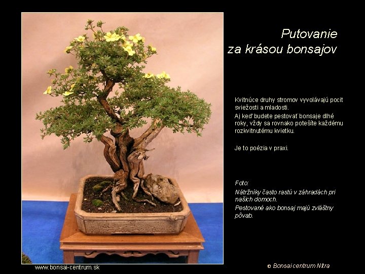 Putovanie za krásou bonsajov Kvitnúce druhy stromov vyvolávajú pocit sviežosti a mladosti. Aj keď