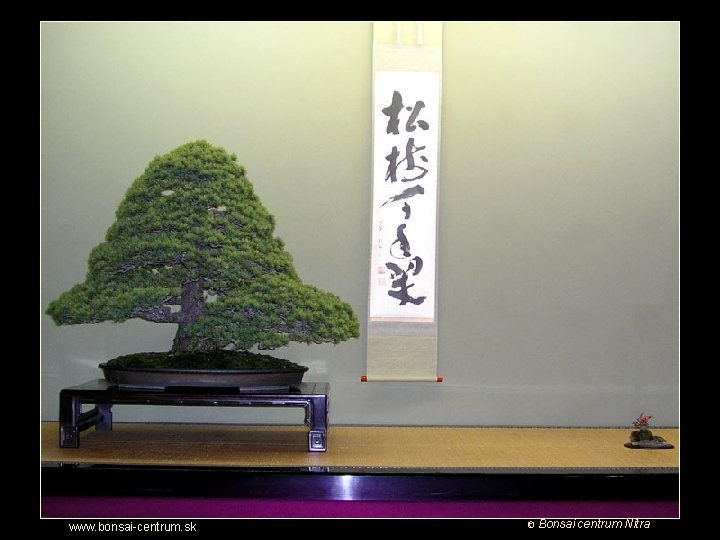 Putovanie za krásou bonsajov www. bonsai-centrum. sk © Bonsai centrum Nitra 