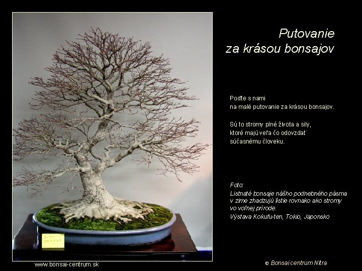 Putovanie za krásou bonsajov Poďte s nami na malé putovanie za krásou bonsajov. Sú