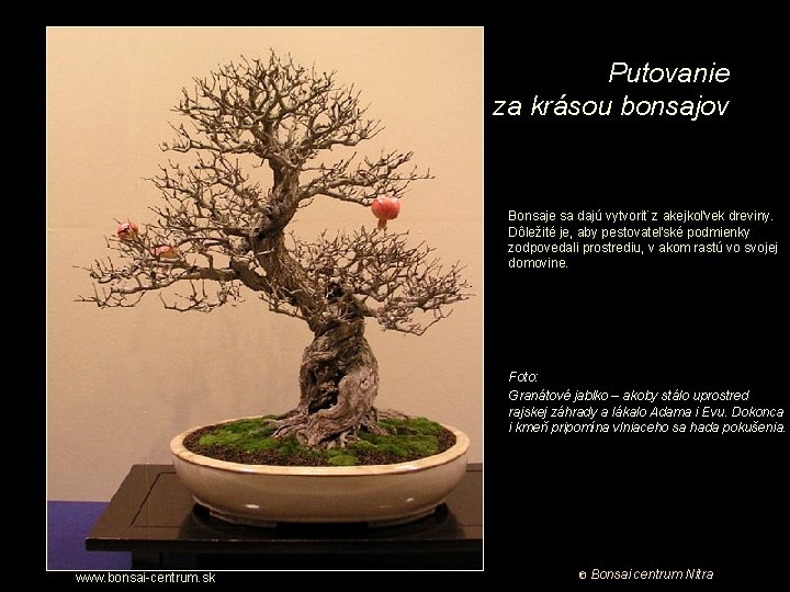 Putovanie za krásou bonsajov Bonsaje sa dajú vytvoriť z akejkoľvek dreviny. Dôležité je, aby
