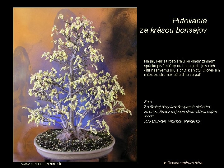 Putovanie za krásou bonsajov Na jar, keď sa roztvárajú po dlhom zimnom spánku prvé