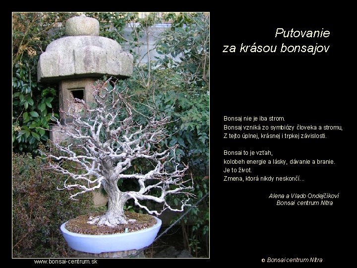 Putovanie za krásou bonsajov Bonsaj nie je iba strom. Bonsaj vzniká zo symbiózy človeka