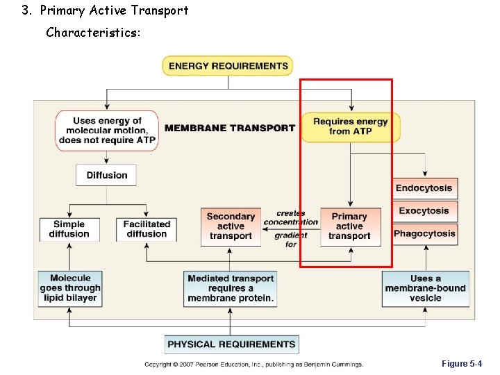3. Primary Active Transport Characteristics: Figure 5 -4 