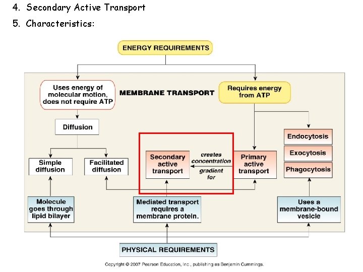 4. Secondary Active Transport 5. Characteristics: 