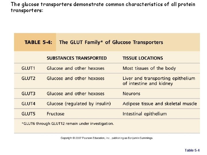 The glucose transporters demonstrate common characteristics of all protein transporters: Table 5 -4 