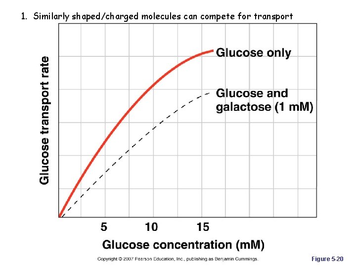 1. Similarly shaped/charged molecules can compete for transport Figure 5 -20 