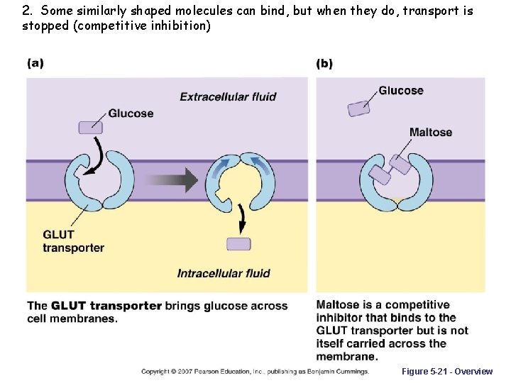 2. Some similarly shaped molecules can bind, but when they do, transport is stopped