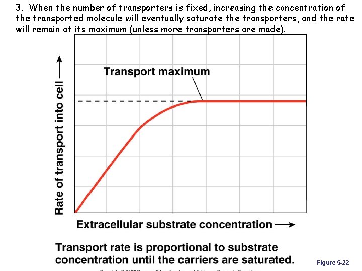 3. When the number of transporters is fixed, increasing the concentration of the transported