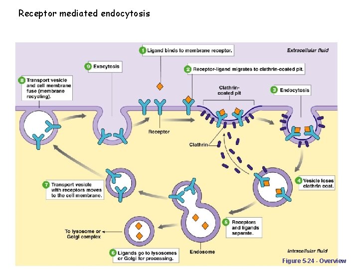 Receptor mediated endocytosis Figure 5 -24 - Overview 
